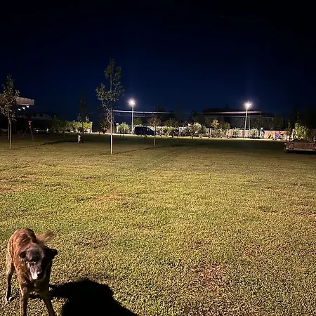 Treeolives Kamp alanı