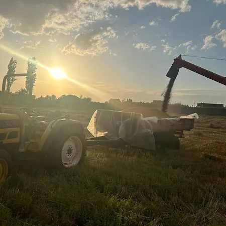 Treeolives אתר קמפינג שקודר