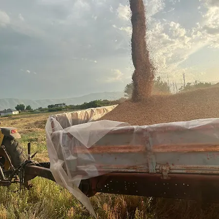 Treeolives Camping *