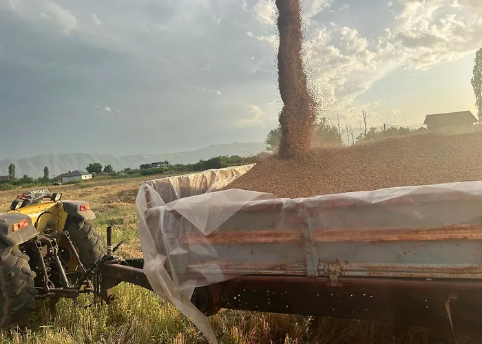 Treeolives Camping *